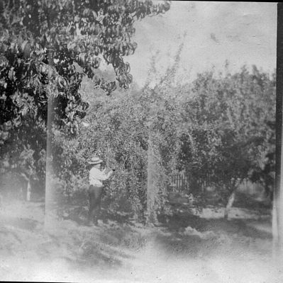 Pic, Unknown man in orchard.